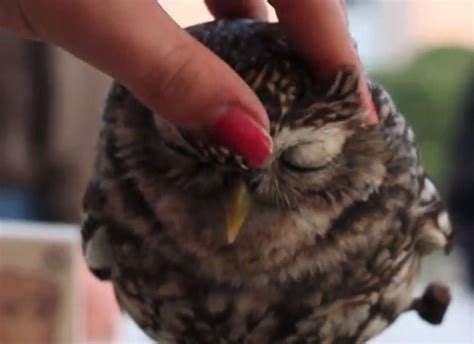 Viral video: Petting owls looks adorable and heartwarming - pennlive.com