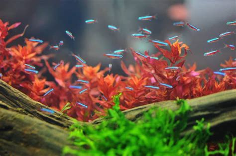 Top Best Aquarium Fish For Planted Tanks With Pictures Aquarium