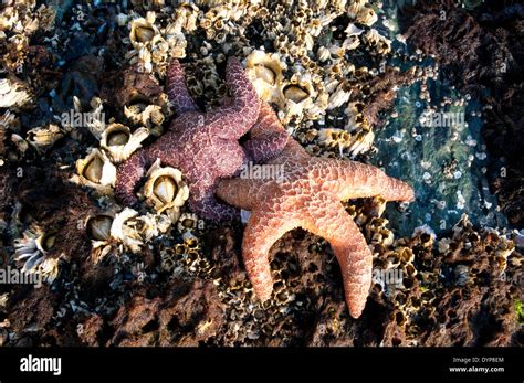 Intertidal Zone Starfish