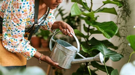 Here S Why Soft Water Is Bad For Your Plants According To Experts