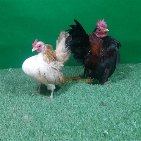 Terbaru Galeri Foto Ayam Serama Hobi Ternak