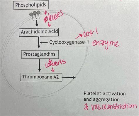 Unit 3 Hemostatic Disorders Part 6 Platelet Disorders Flashcards