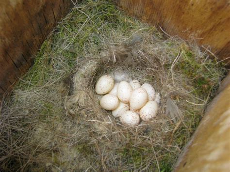 Platypus Eggs In Nest