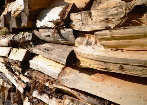 Free Images Tree Rock Wood Trunk Formation Lumber Material