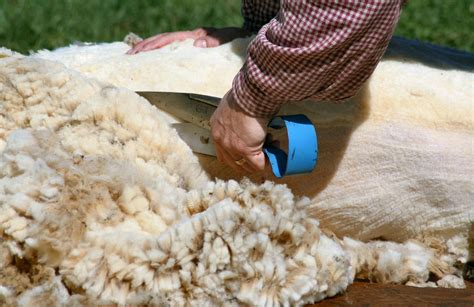 Sheep Shearing Photo Files 1577670