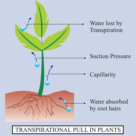 Mcq Test Photosynthesis And Leaves • Teacha