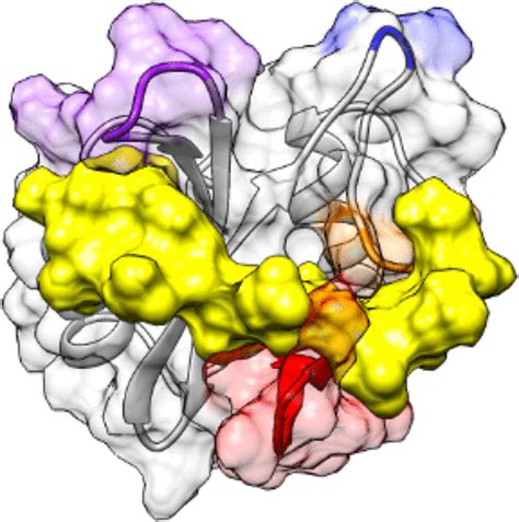 Structural Determinants Of Phosphopeptide Binding To The N Terminal Src