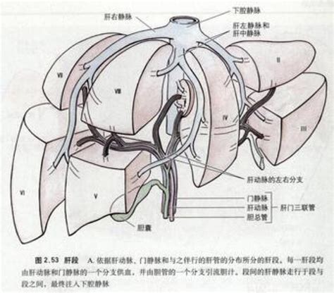 肝脏分段 高清图片，堆糖，美图壁纸兴趣社区