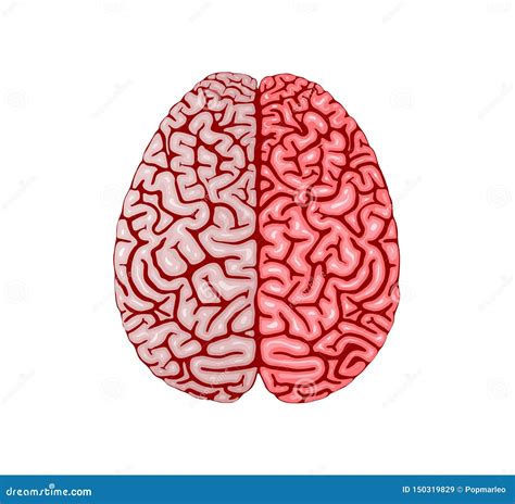 Human Brain Organ Realistic Model Flat Design Stock Vector