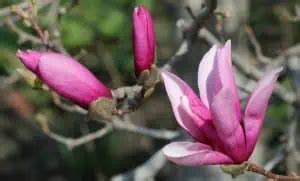 16 Different Types Of Magnolia Trees Identifying Features