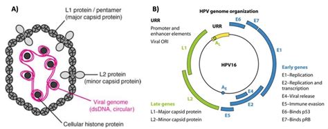 Recombinant HPV 16 and 18 Antigens - Creative Diagnostics