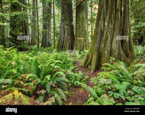 Western Redcedar Trees Ferns At Old Growth Temperate Rain Forest