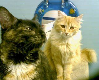 Springfield Photos: Animal Protective League