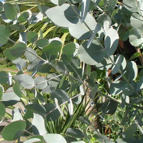 Buy Eucalyptus Seeds Online Australian Seed Store Australian Seed