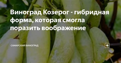 Виноград Козерог - гибридная форма, которая смогла поразить воображение ...