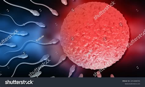 3d Illustration Human Sperm Egg 3d Stock Illustration 2251808701