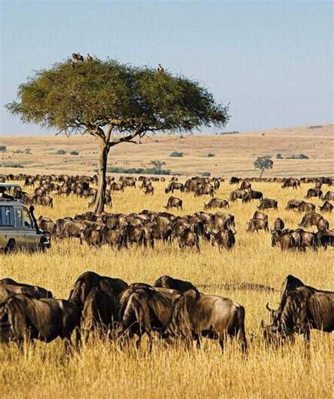 4 Days Masai Mara Wildebeest Migration Tour Safari