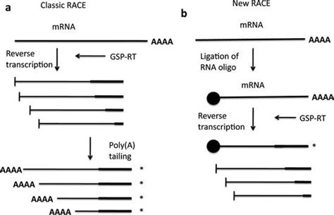 Rapid Amplification Of Cdna Ends Race Springerlink