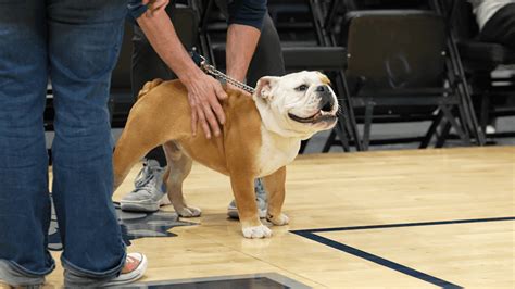 Alumni push to retire 'Jack the Bulldog' as live mascot at Georgetown ...