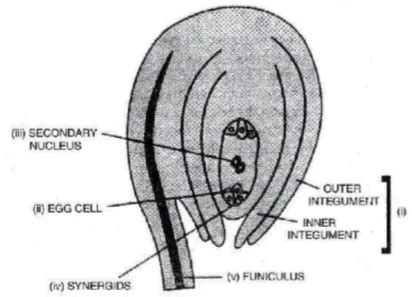 A Draw A Diagrammatic Sectional View Of A Mature Anatropous Ovule And L