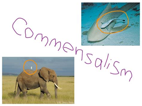 Commensalism | Science, Biology, Ecosystem Problems | ShowMe