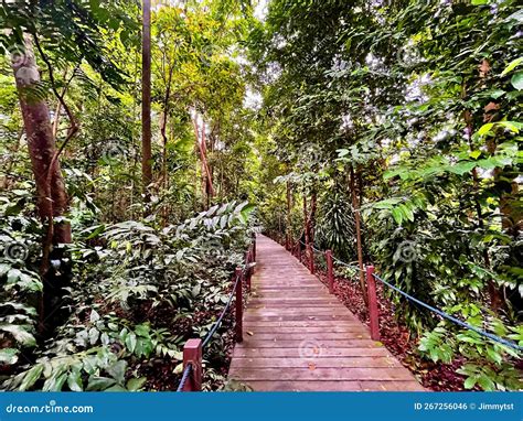 Paseo Mar Timo De Madera En La Selva Tropical Primaria Foto De Archivo