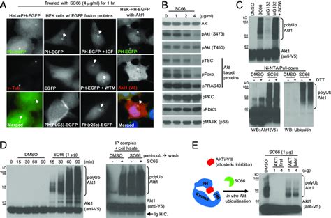 Cell Based Screening Identifies A Compound That Directly Facilitates