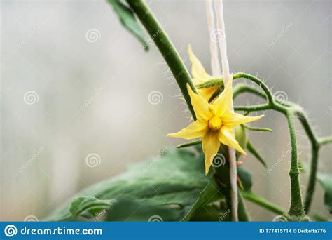 Flores Amarillas De Un Tomate Floreciente En Un Invernadero Foto De