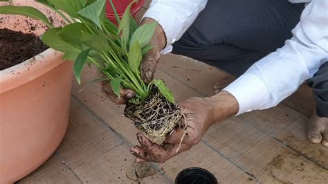 How To Repot Peace Lily Repoting Peace Lily Poting Peace Lily Youtube