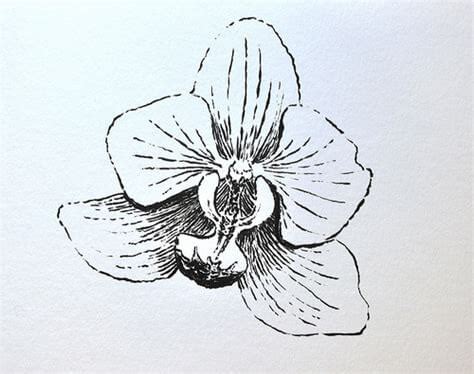 Dibujos de Orquídeas a Lápiz Flores a lápiz Naturaleza a Lápiz