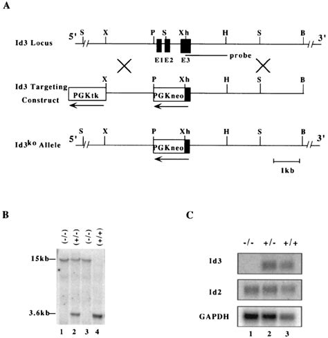 A Diagrams Of The Mouse Id3 Genomic Locus Top The Gene Targeting