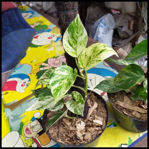 Jual Best Seller Tanaman Hias Sirih Gading Variegata Putih Epiprenum