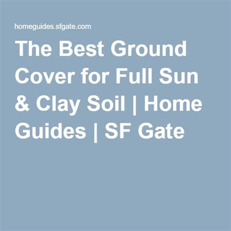 Ground Cover For Full Sun Clay Soil Ground Cover Good