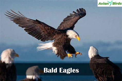 Eagles In California With Pictures Avian Birds