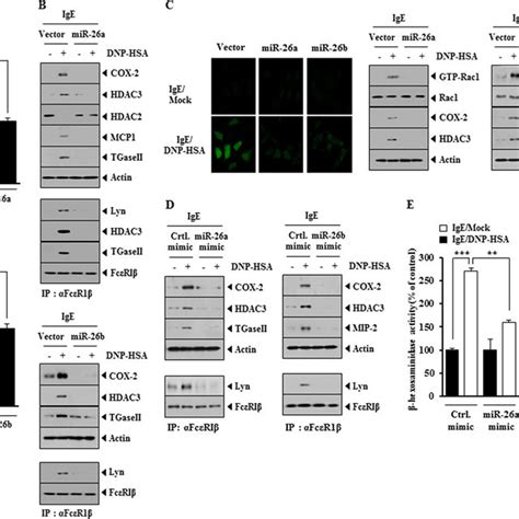 Mir 26a Mimic And Mir 26b Mimic Negatively Regulate Passive Systemic