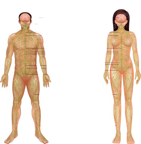 Human Nervous System Connection Normal White Vector Connection Normal