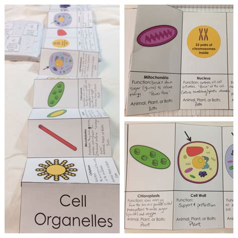 Structure Of Life Interactive Notebook Inb Pages Biology Classroom