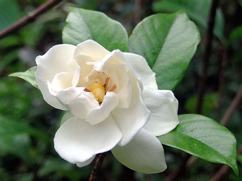 13 Popular Varieties of Gardenia