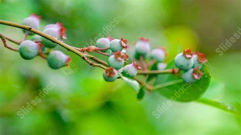 Fondo Fruta Verde Flores Y Árboles Primavera Patrón Decorativo Frutas Para Power Point Y