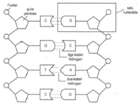 Perhatikan Struktur Dna Berikut Pernyataan