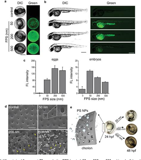 Pdf Bioaccumulation Of Polystyrene Nanoplastics And Their Effect On