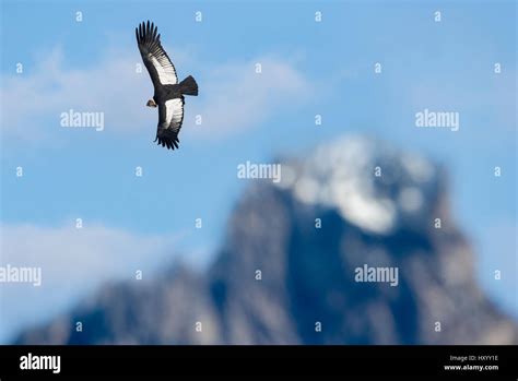 Cóndor Andino Vultur Gryphus Volando Por Encima De Las Torres Del