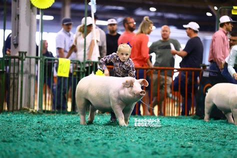 Njss Landrace Barrow Show National Swine Registry