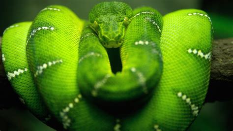 1920X1080 HD Snake Wallpapers - Top Free 1920X1080 HD Snake Backgrounds ...