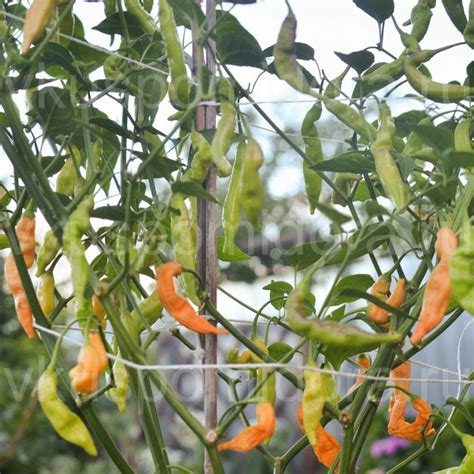 Купить семена перца острого сорта Аджи персиковый (Aji Melocoton)