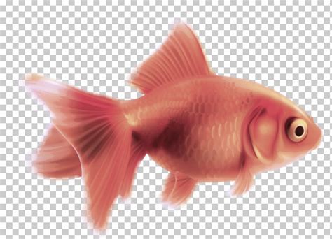 Fish Fish Goldfish Pink Fin PNG Clipart Feeder Fish Fin Fish