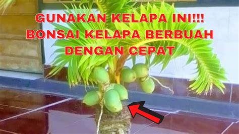 Bonsai Kelapa Berbuah Dengan Cepat Youtube