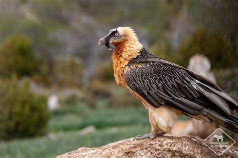 Le gypaète barbu de Jean François Terrasse My Wildlife