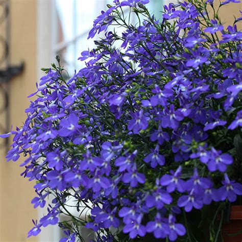 Lobelia Crystal Palace Blue GR30 | YouGarden