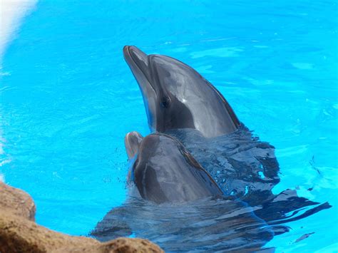 Image libre Sous l eau l eau le dauphin l animal l océan la mer